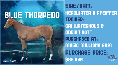 Blue Thorpedo (Headwater x Pfeiffer)