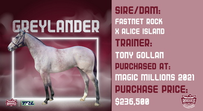 Greylander (Fastnet Rock X Alice Island)