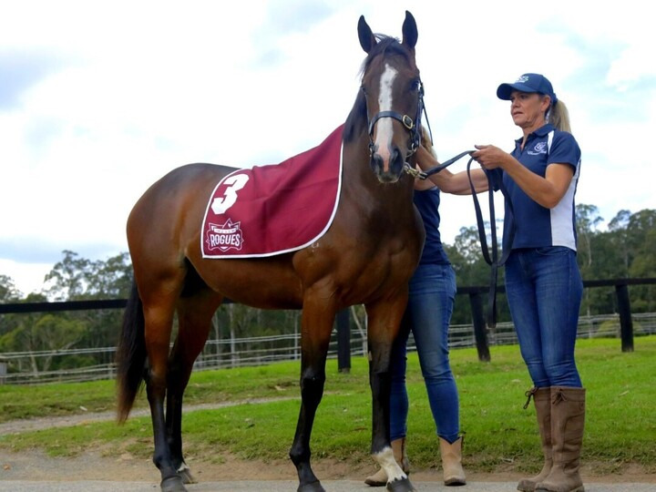 qualityracehorses