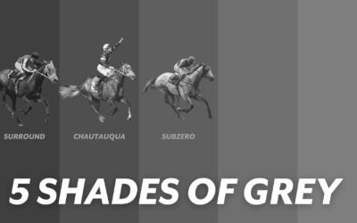 5 SHADES OF GREY RACEHORSES – SUBZERO