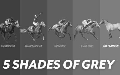 5 SHADES OF GREY RACEHORSES – GREYLANDER