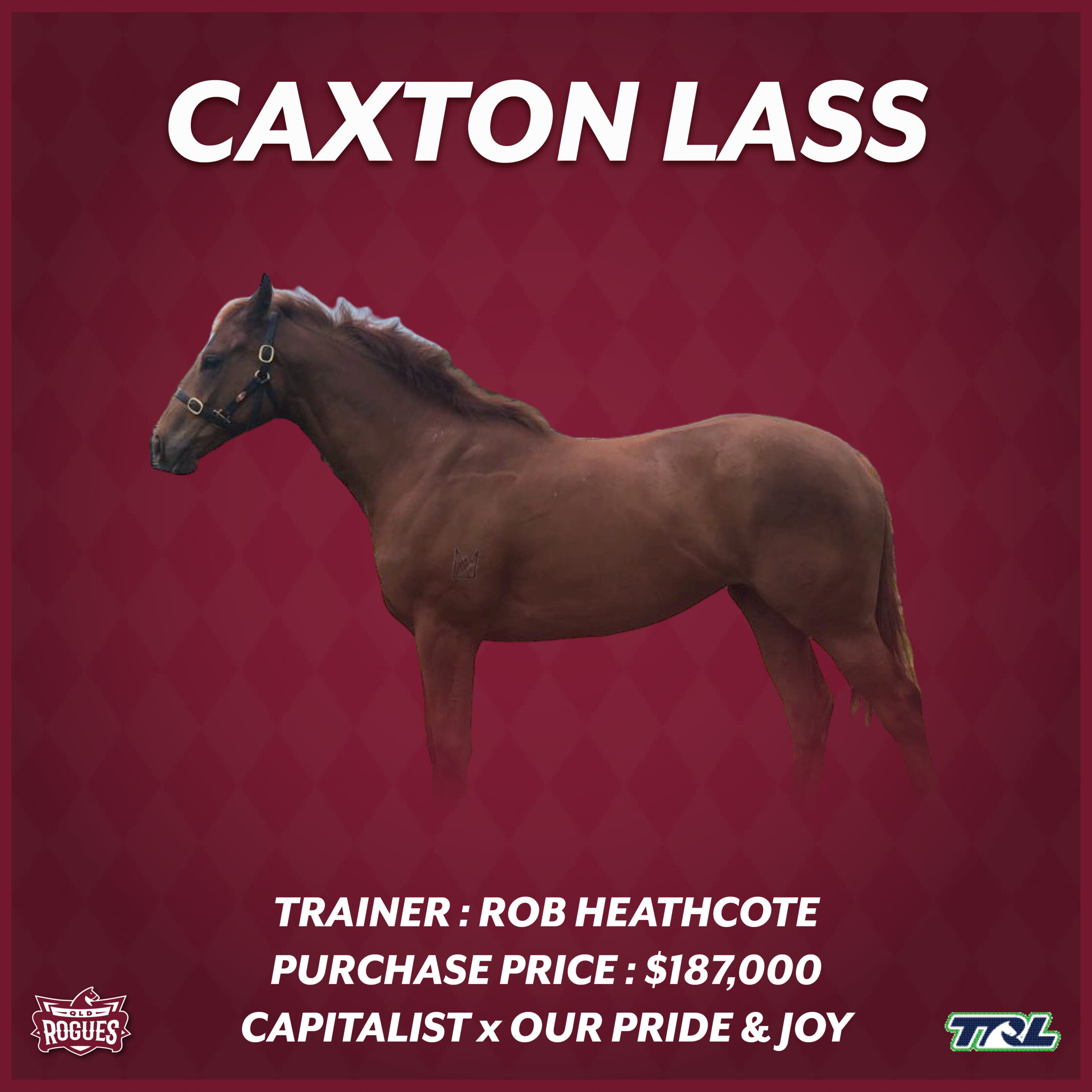 Caxton Lass racehorse Caxton Lass racehorse