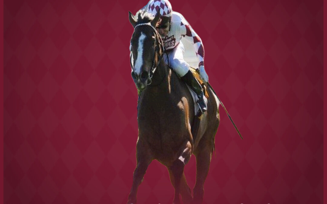 Maroon Magic racehorse