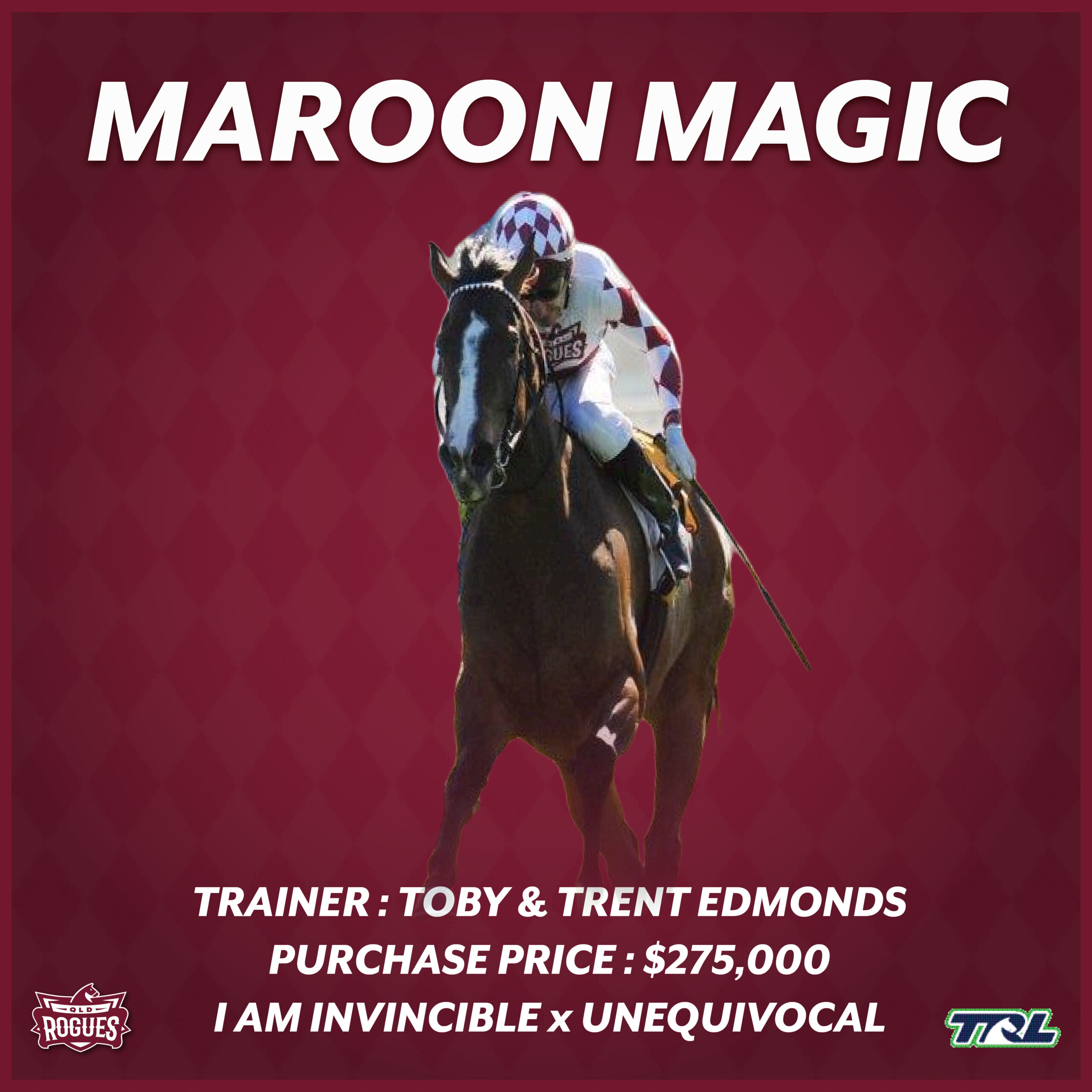 Maroon Magic racehorse