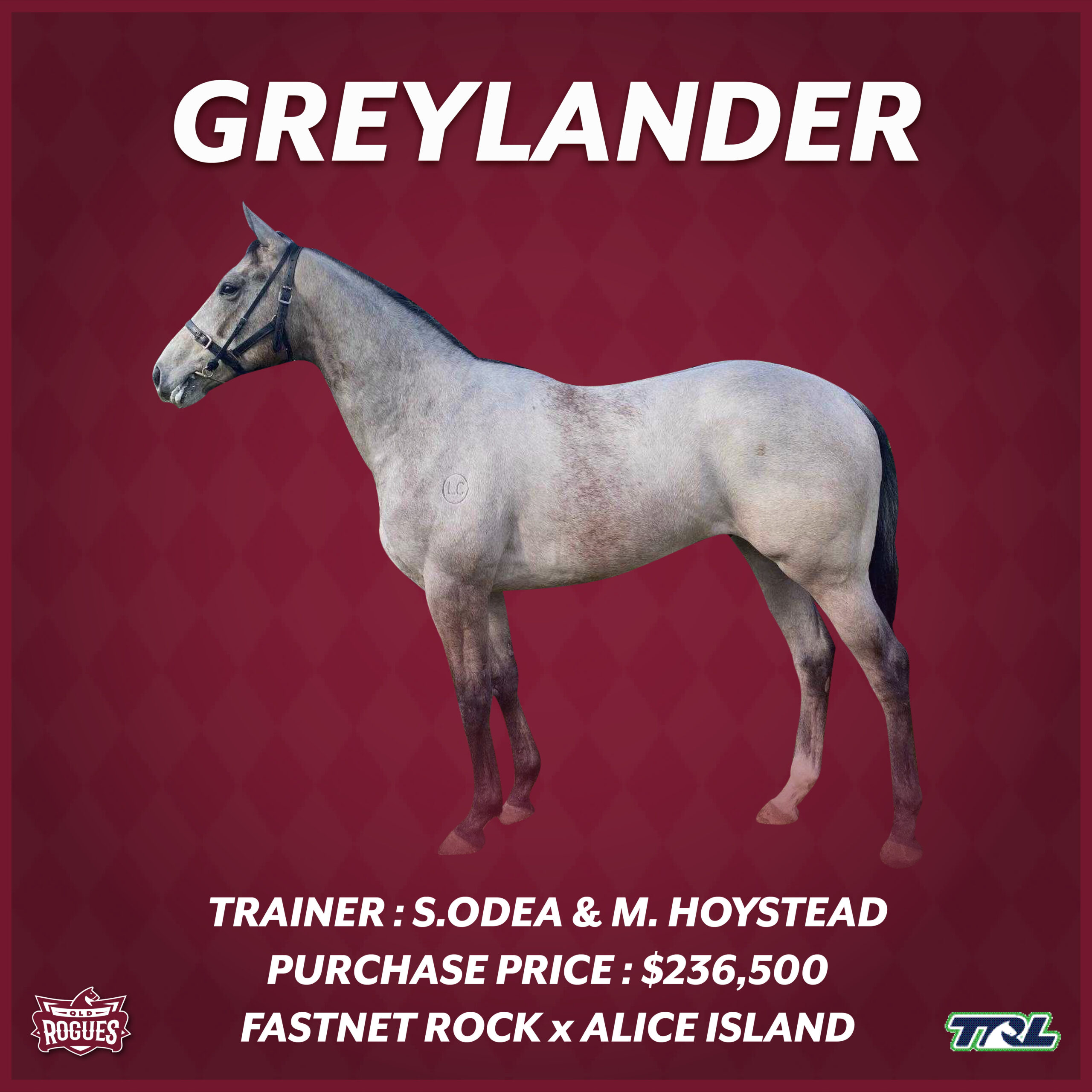Greylander racehorse Greylander racehorse