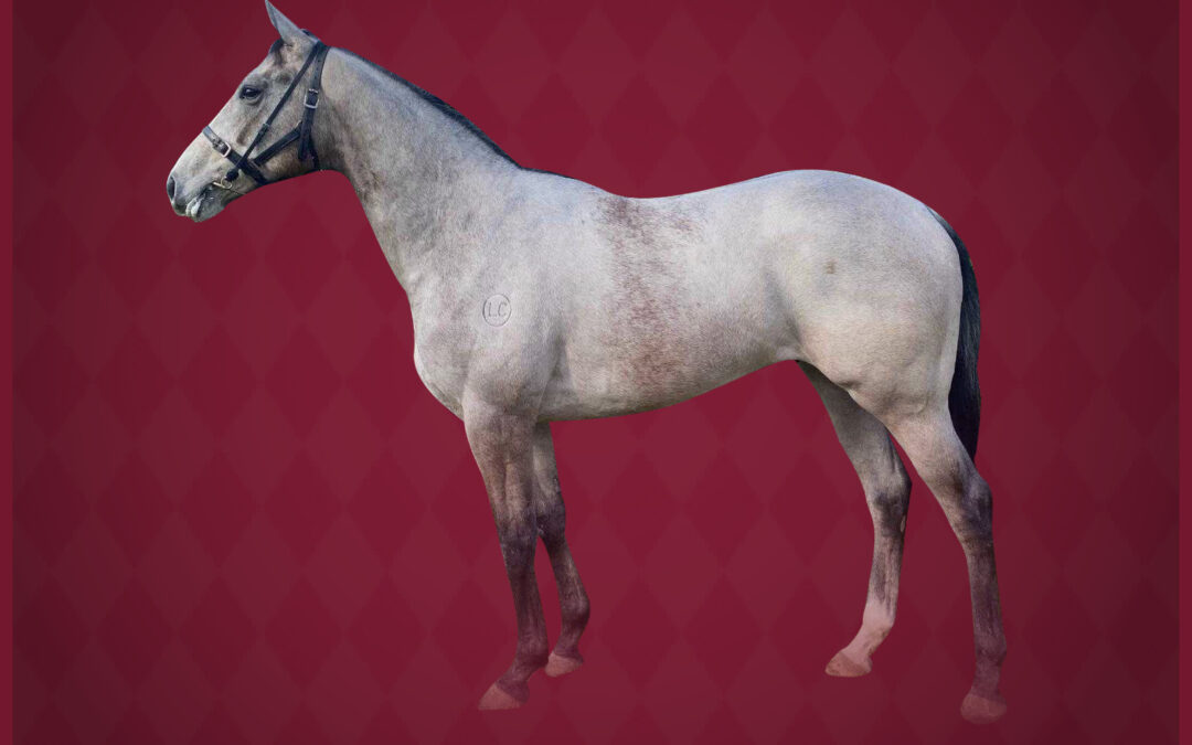 Greylander racehorse