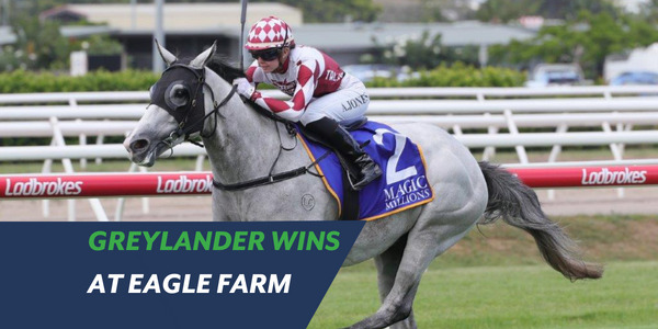 Greylander wins at Eagle Farm for the Queensland Rogues