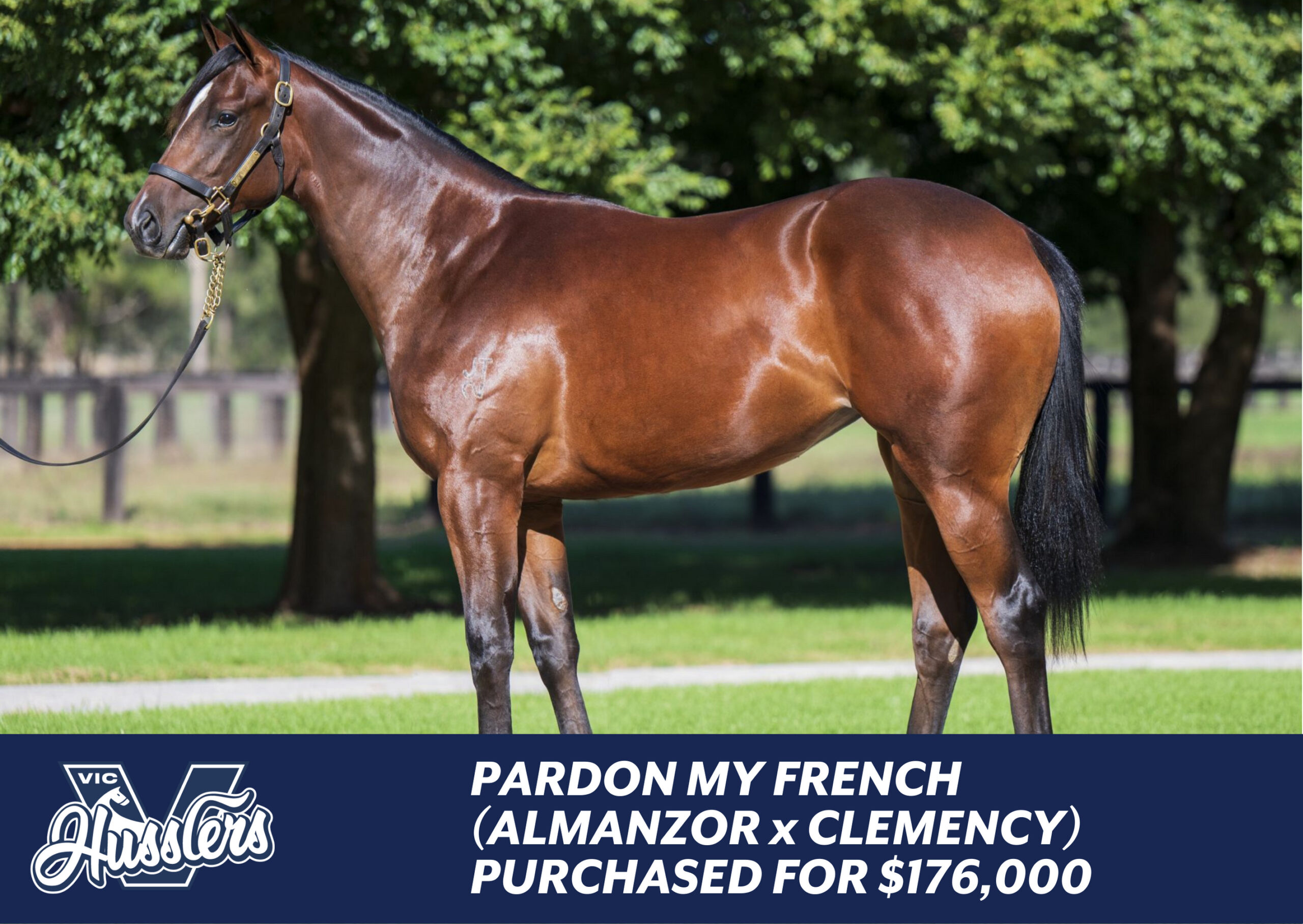 Pardon My French Racehorse Pardon My French Racehorse