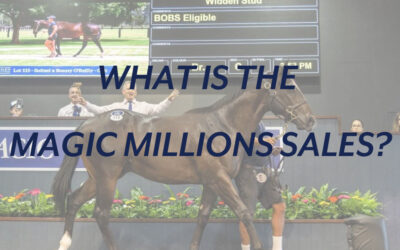 WHAT IS THE MAGIC MILLIONS SALES?