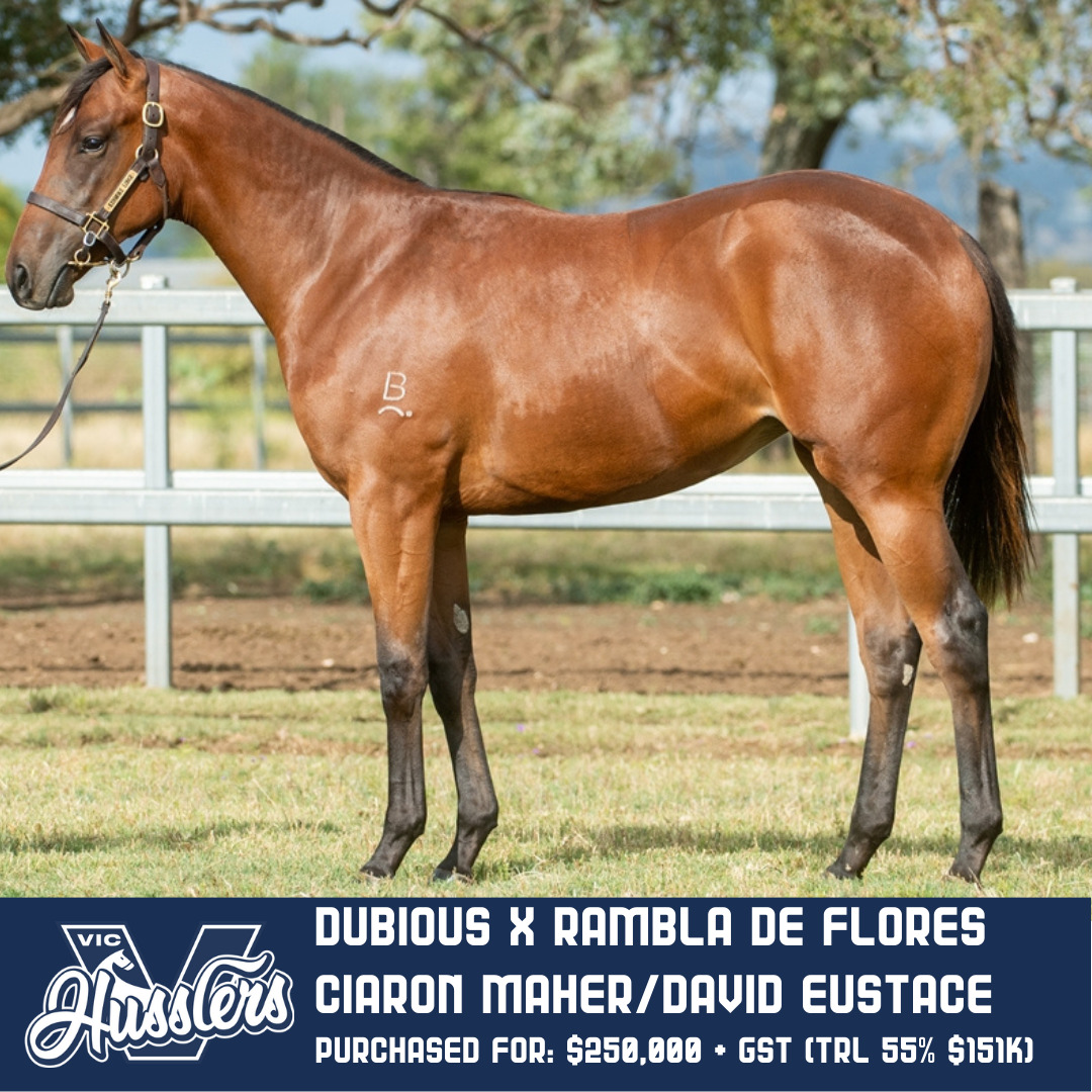 Pardon My French Racehorse Dubious x Ramble de Flores
