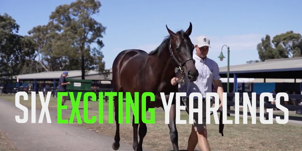 trl class of '23 6 new exciting yearlings trained by gai waterhouse and adrain bott, ciaron maher and david eustace