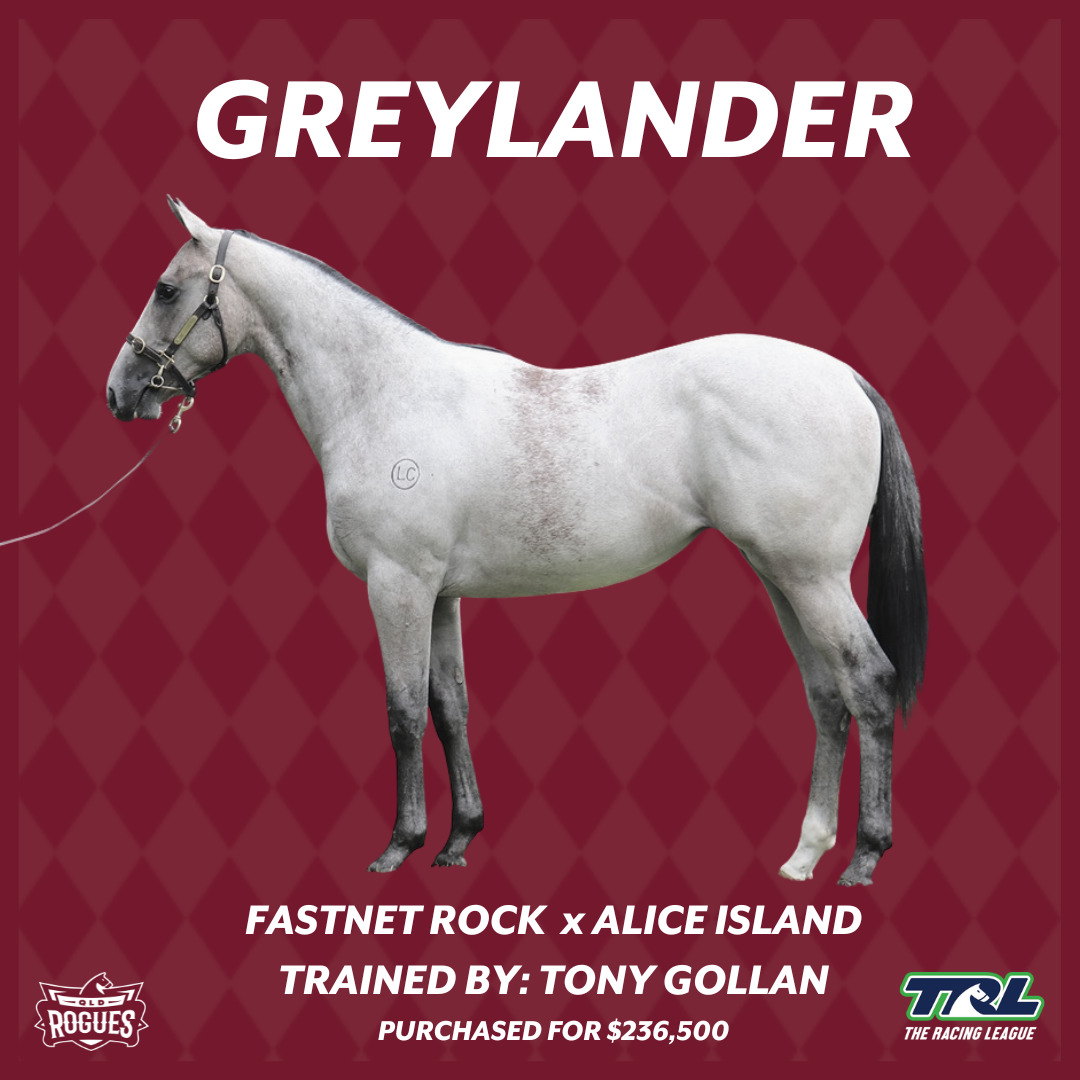 greylander trained by tony gollan for the qld rogues and the racing league