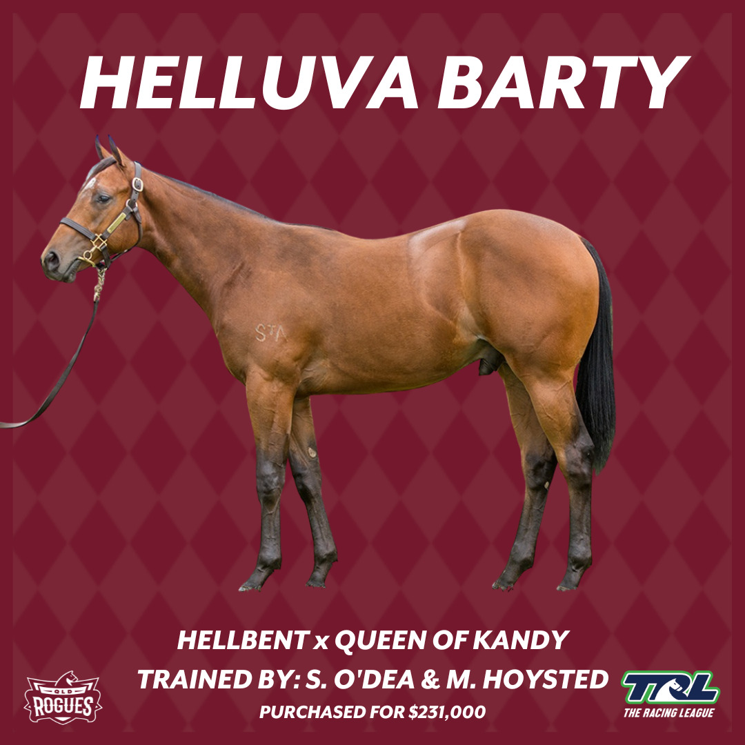 Helluva Barty trained by steve o'dea and matthew hoysted for qld rogues and the racing league