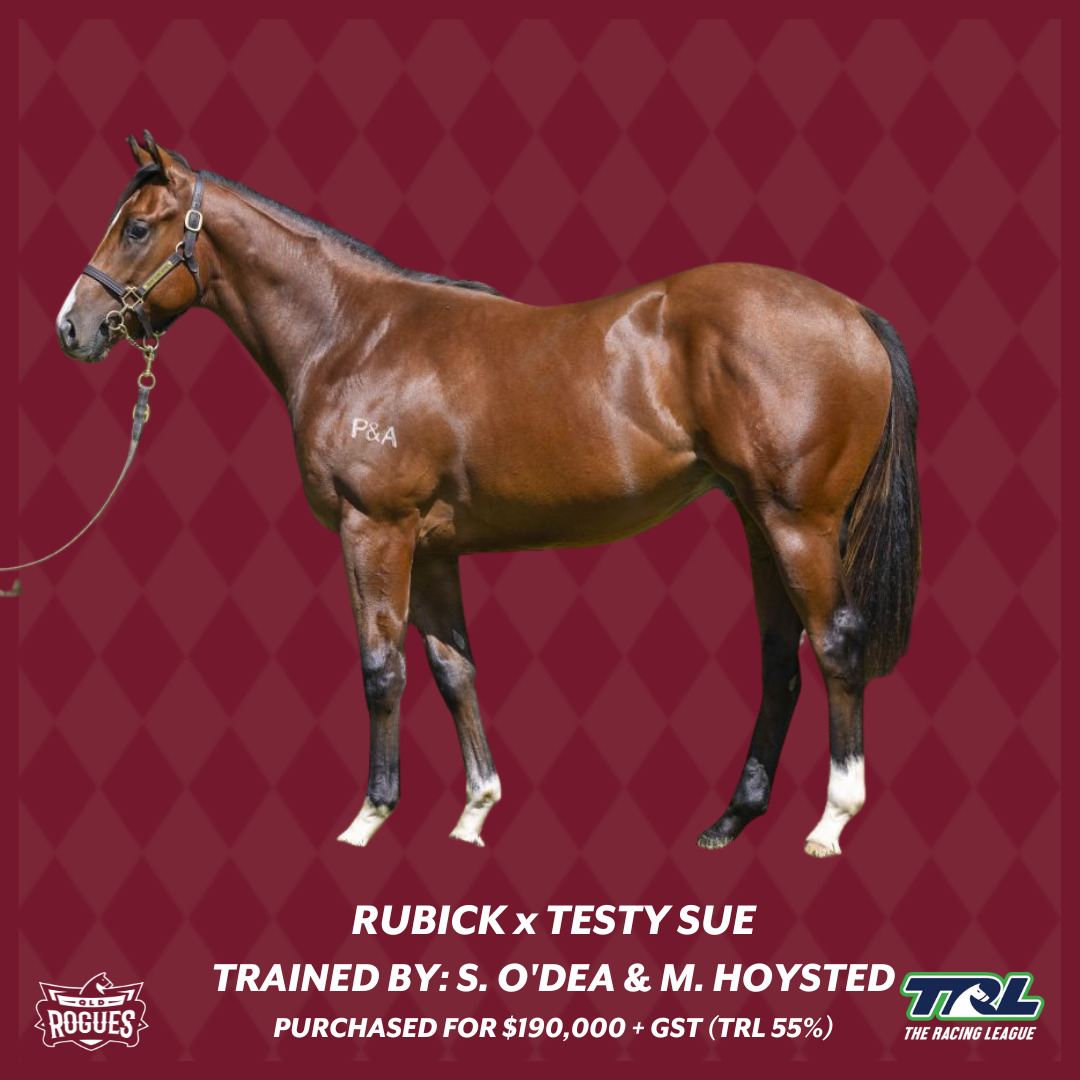 Caxton Lass racehorse RUBICK X TESTY SUE TRAINED BY MATT HOYSTED AND STEVE O'DEA