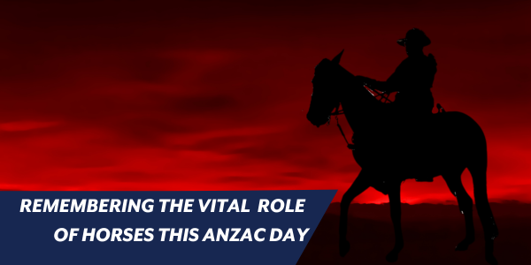 anzac day horse