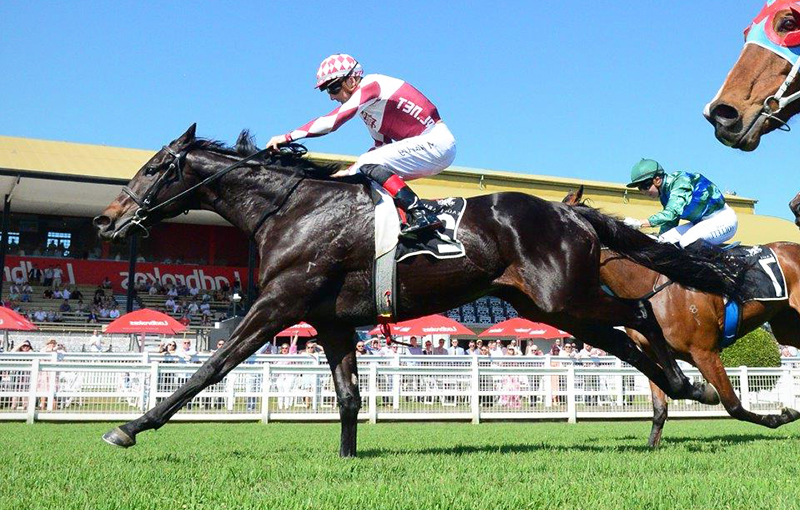 Bellinger in the stalls pre-race at Bendigo