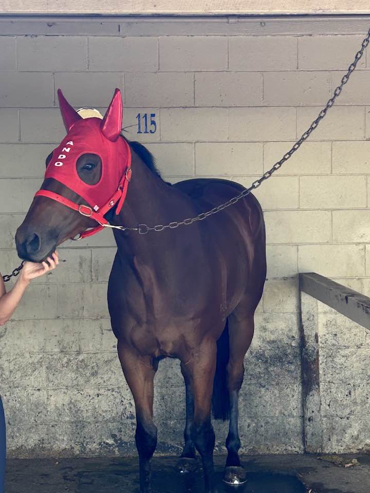 Bellinger in the stalls pre-race at Bendigo