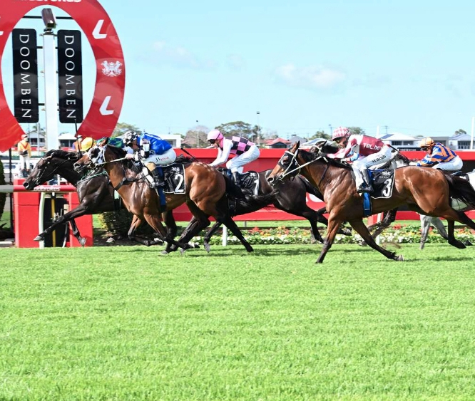 Larrikin Rogue finishing 4th at Doomben on 11th November 2023