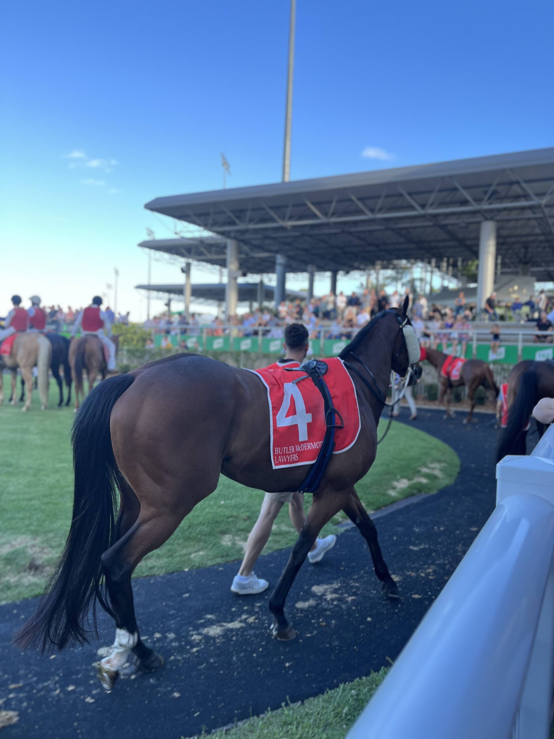 Bellinger in the stalls pre-race at Bendigo