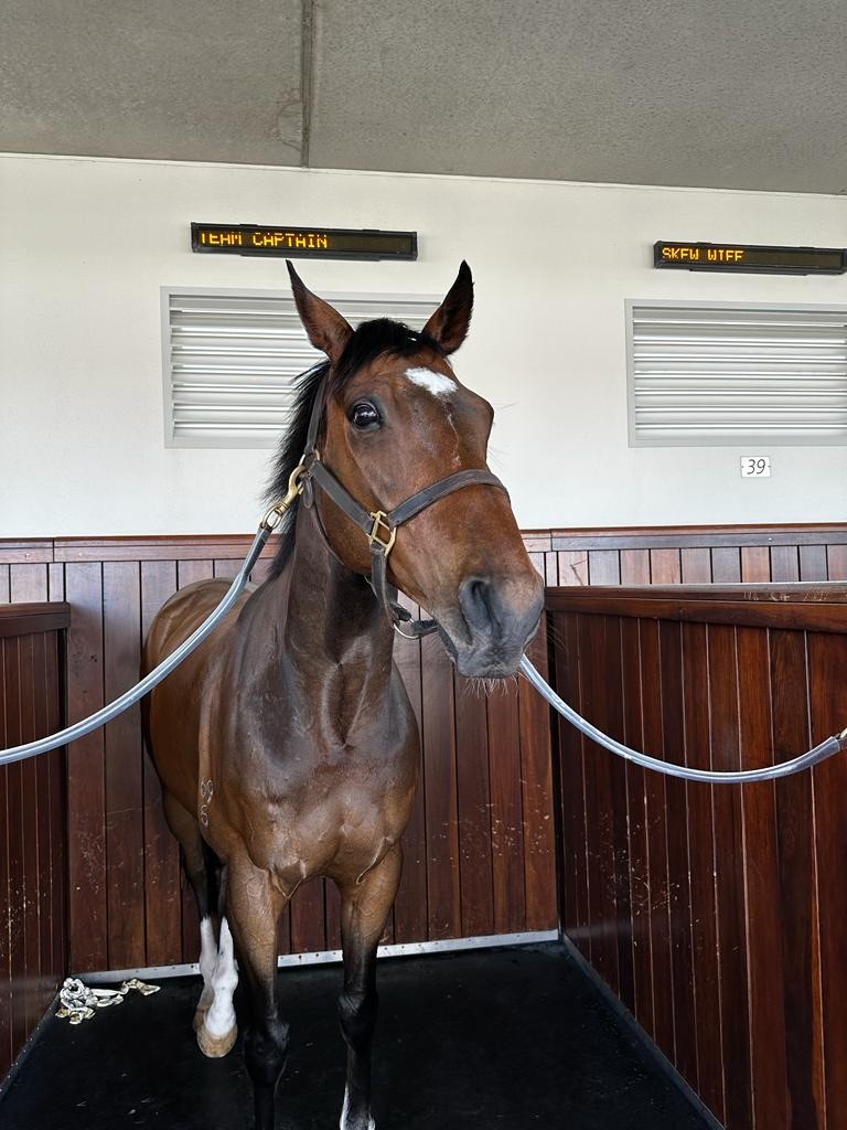 Bellinger in the stalls pre-race at Bendigo