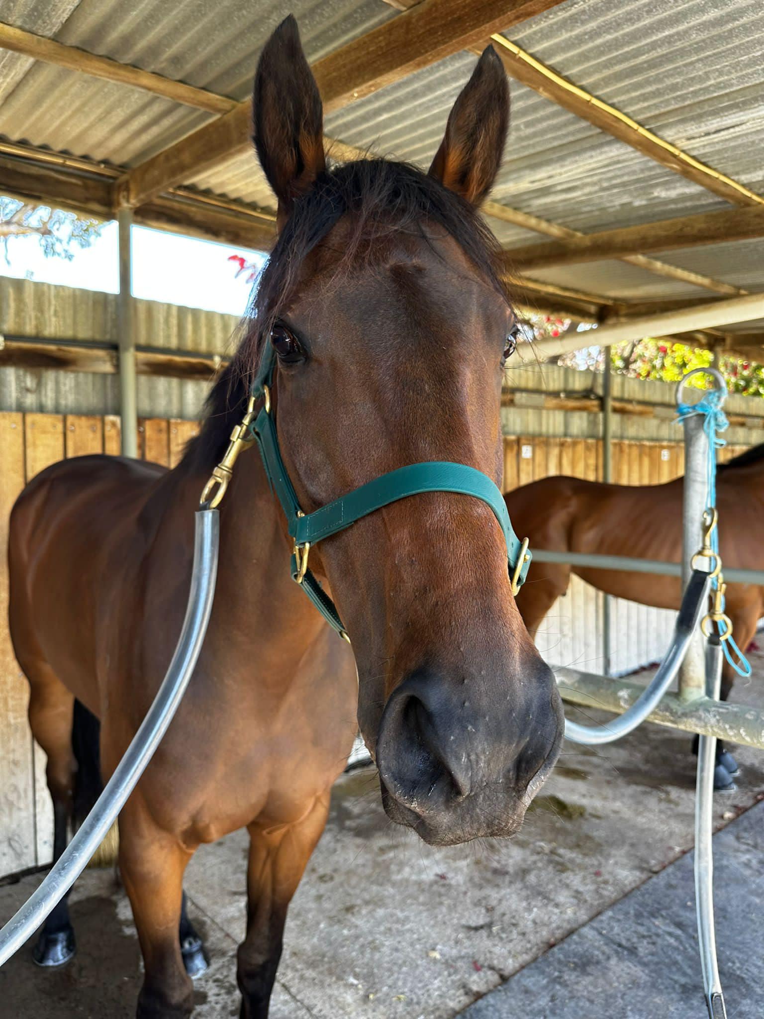 Bellinger in the stalls pre-race at Bendigo