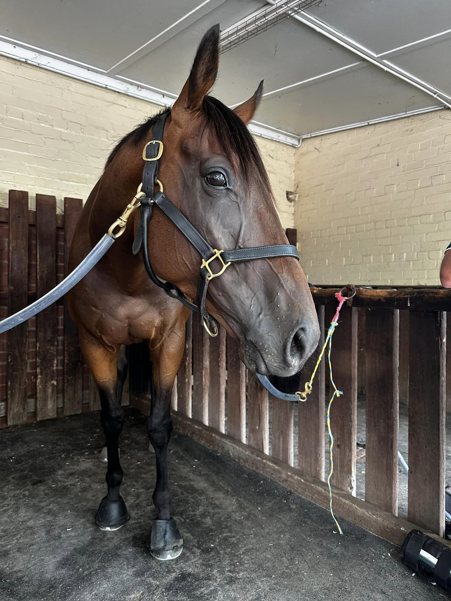 Bellinger in the stalls pre-race at Bendigo