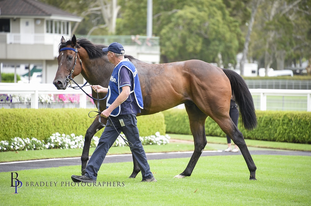 Helluva Barty Racing at Doomben on 28th Oct 2023