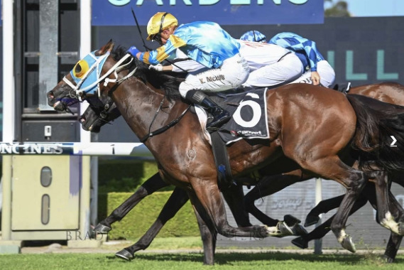 Bellinger in the stalls pre-race at Bendigo