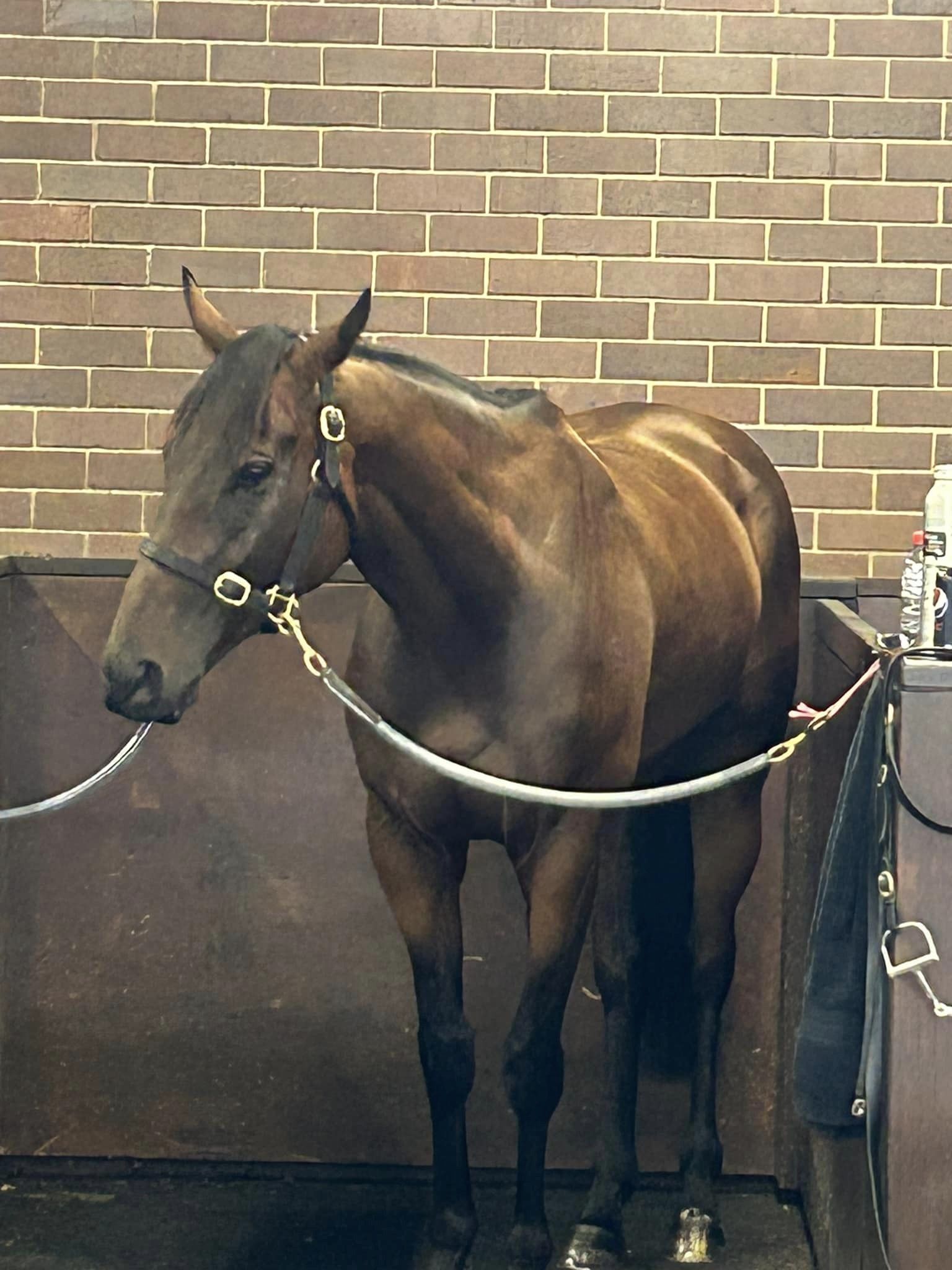 Bellinger in the stalls pre-race at Bendigo