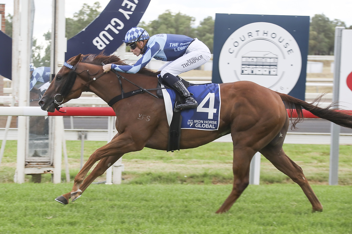 Sidenay Racehorse for the NSW Tycoons