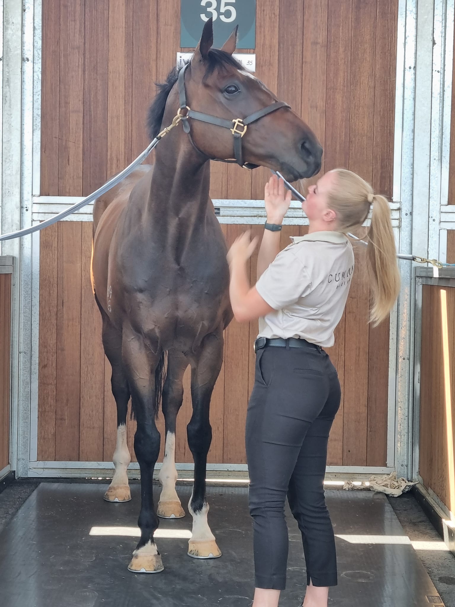 Bellinger in the stalls pre-race at Bendigo