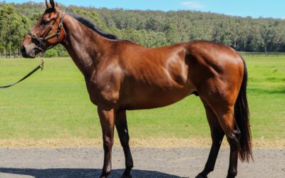THIS PIERRO GELDING HAS A MOTOR