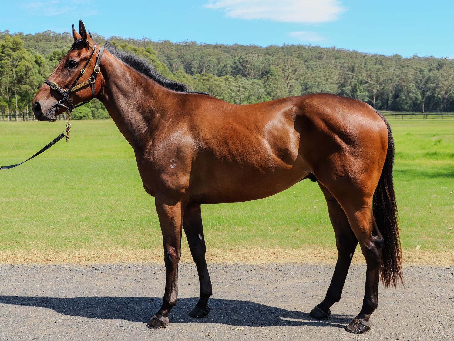 LOT 302 VIC HUSSLER NEW HORSE PALACE PIER X DAME PATTIE
