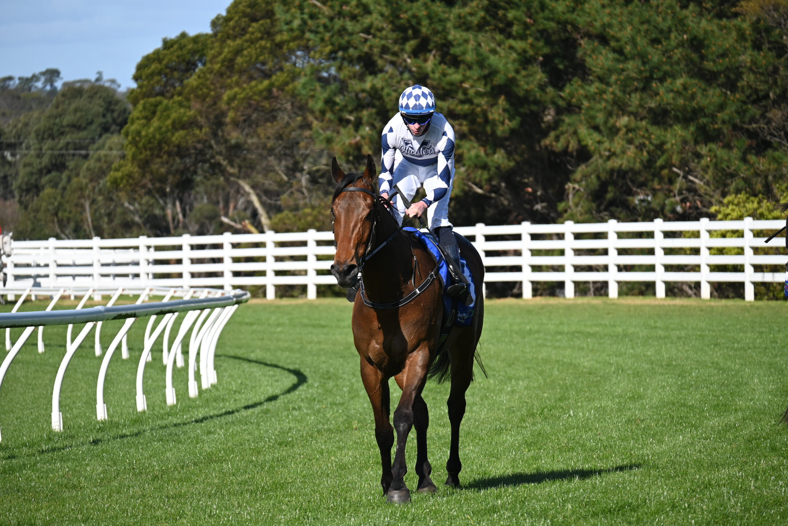 DSC_8100 LOT 302 VIC HUSSLER NEW HORSE PALACE PIER X DAME PATTIE