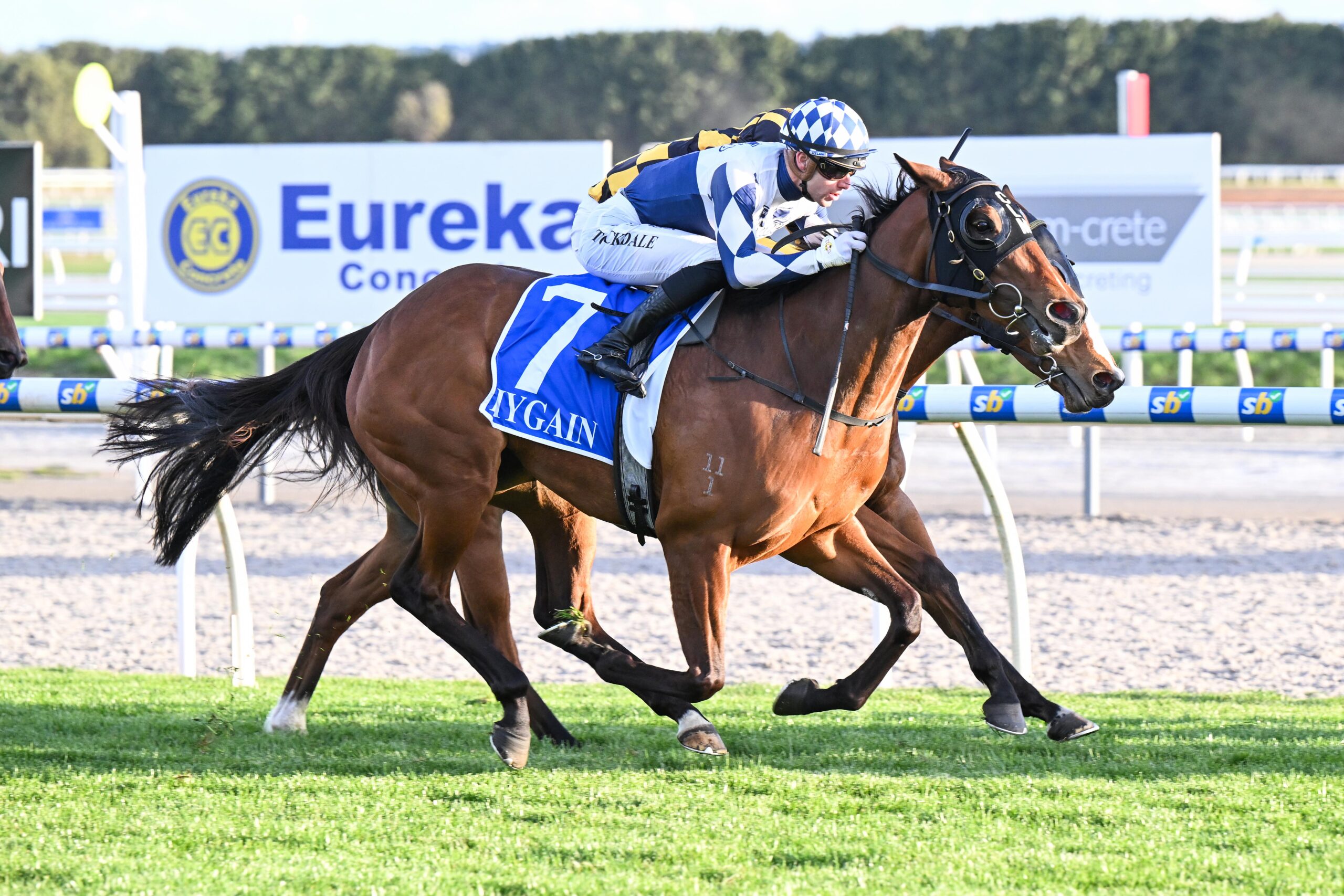 Hygain Winners Choice BM62 Handicap