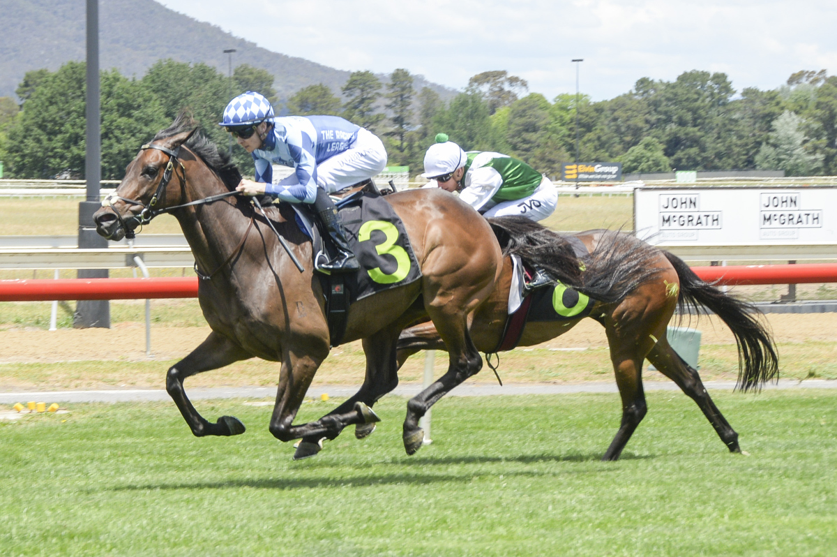KONING - NSW TYCOONS HORSE