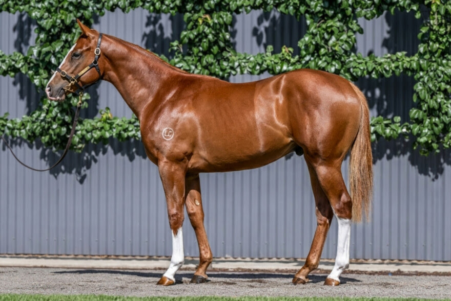 Lot 720 Zoustar x Niccovi QLD Rogues new horse